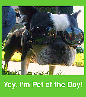 Have a Cute Pet? Well, We've Got a Group For That.