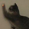 Cool or Cruel: Cat vs. Laser Pointer?