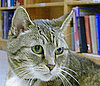 Does Your Local Bookstore or Library Have a Resident Cat?