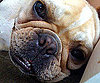 Pet Pic of the Day: Up Close and Personal With Samson