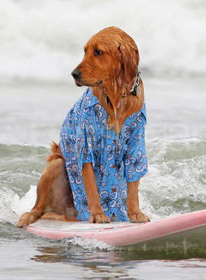 Photos of the 2009 Dog Surfing Competition in San Diego 2009-06-22 10:59:28