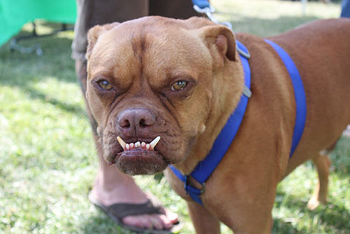 Pabst Is the 2009 World's Ugliest Dog