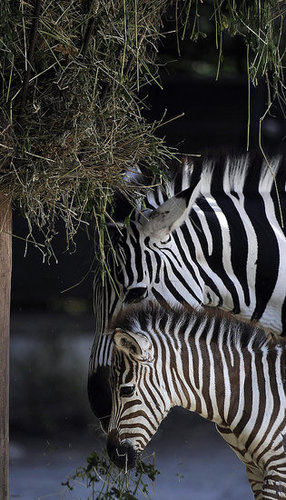 Primo, the Primo Zebra Primo, the Primo Zebra