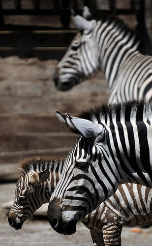 Primo, the Primo Zebra Primo, the Primo Zebra