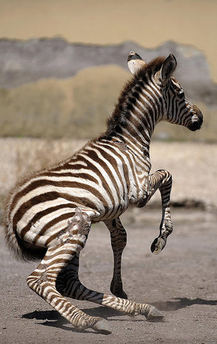 Primo, the Primo Zebra Primo, the Primo Zebra