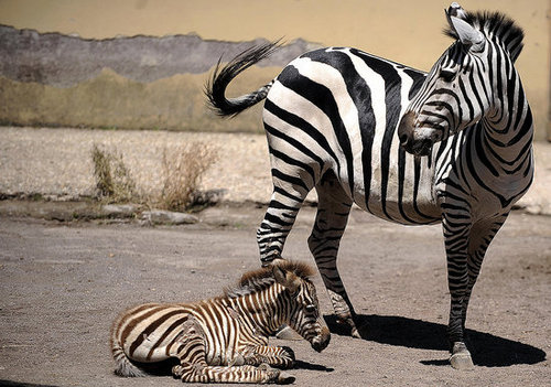 Primo, the Primo Zebra Primo, the Primo Zebra