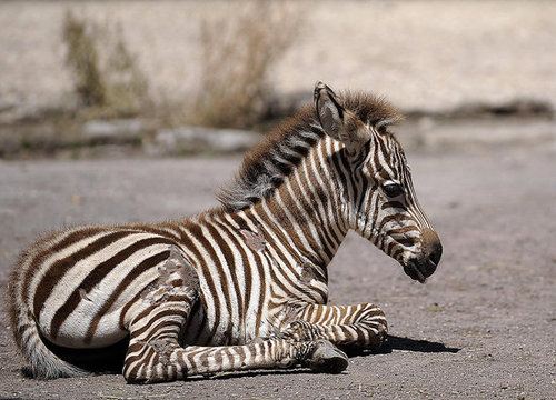 Primo, the Primo Zebra Primo, the Primo Zebra