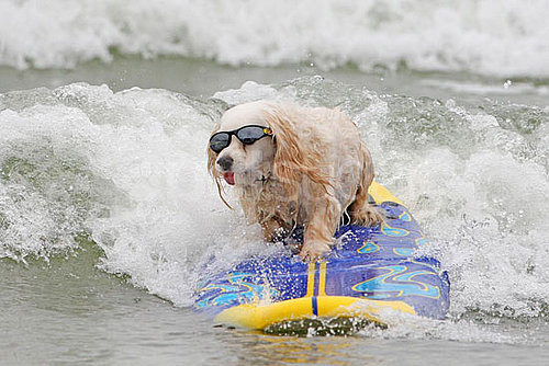 4th Annual Dog Surfing Competition 4th Annual Dog Surfing Competition