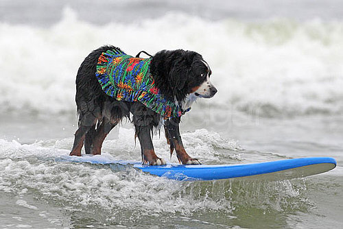 4th Annual Dog Surfing Competition 4th Annual Dog Surfing Competition