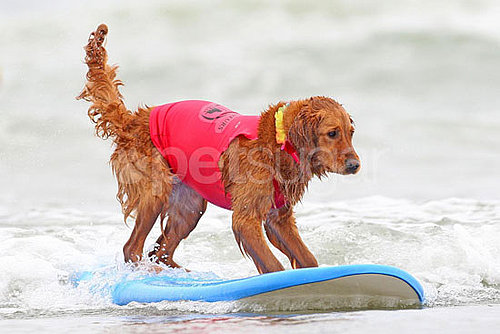 4th Annual Dog Surfing Competition 4th Annual Dog Surfing Competition