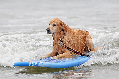 4th Annual Dog Surfing Competition 4th Annual Dog Surfing Competition