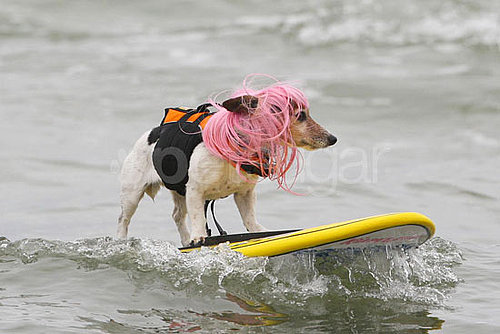 4th Annual Dog Surfing Competition 4th Annual Dog Surfing Competition