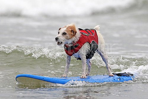 4th Annual Dog Surfing Competition 4th Annual Dog Surfing Competition