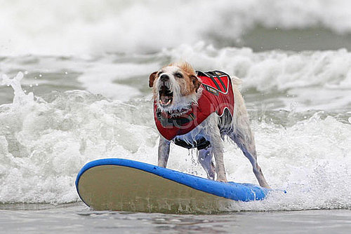 4th Annual Dog Surfing Competition 4th Annual Dog Surfing Competition