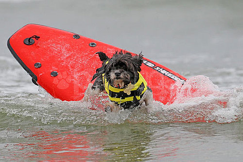 4th Annual Dog Surfing Competition 4th Annual Dog Surfing Competition
