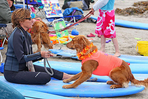 4th Annual Dog Surfing Competition 4th Annual Dog Surfing Competition