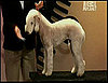 2009 Groomer Has It Winner: Huber Won Groomer Has It Season 2