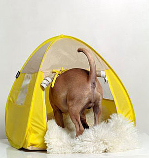 No Wonder They Call It a Pup Tent: Tents For Dogs 