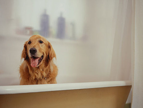 Would You Share a Shower With a Pet?