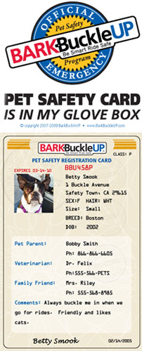 Get the Bark Buckle Up Safety Kit for Your Dog Before Your Next Road Trip