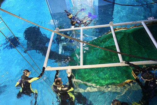 Whale Sharks! Whale Sharks!