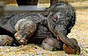 Taronga Zoo's Baby Elephant!