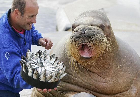 Frozen Fishcake