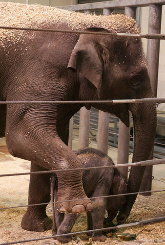 Taronga Zoo's Baby Elephant! Taronga Zoo's Baby Elephant!