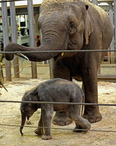Taronga Zoo's Baby Elephant! Taronga Zoo's Baby Elephant!