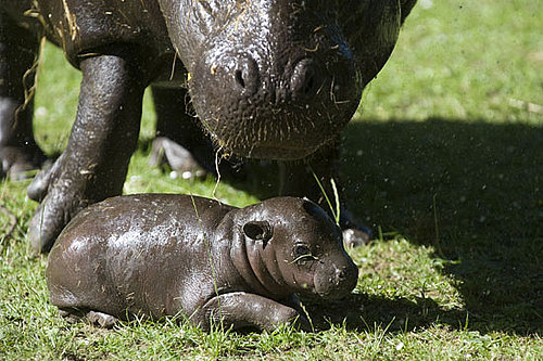 Baby Pygmy Hippo Born in Scotland
