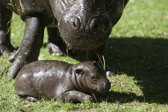 Photos of a Baby Pygmy Hippo Born in Scotland 