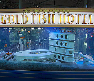 Check Out the World's First Hotel For Pet Fish!