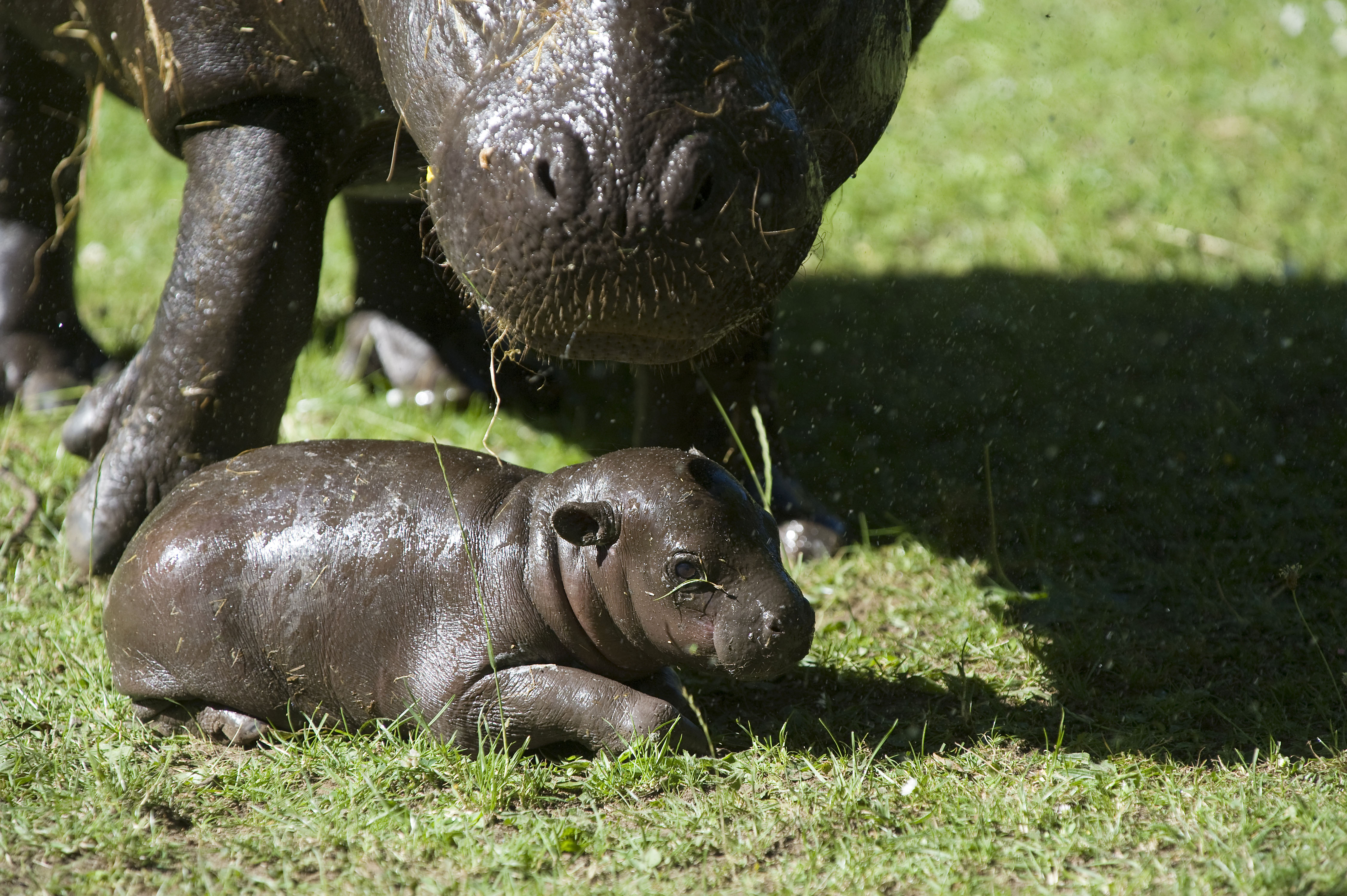 baby gund hippo