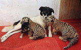 Dog Nurses Baby Lion and Tiger Cubs back to Health Dog Nurses Baby Lion and Tiger Cubs back to Health