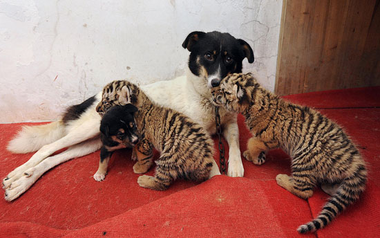 Dog Nurses Baby Lion and Tiger Cubs back to Health 2009-07-17 15:22:13