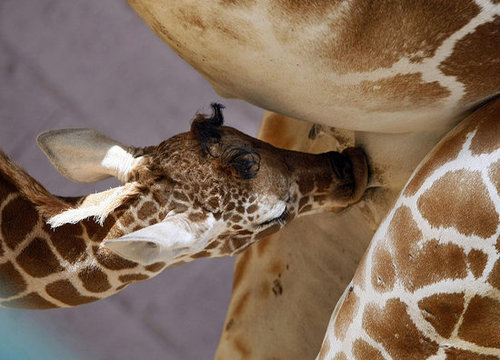 Meet This Record Breaking Zoo Babe! Meet This Record Breaking Zoo Babe!