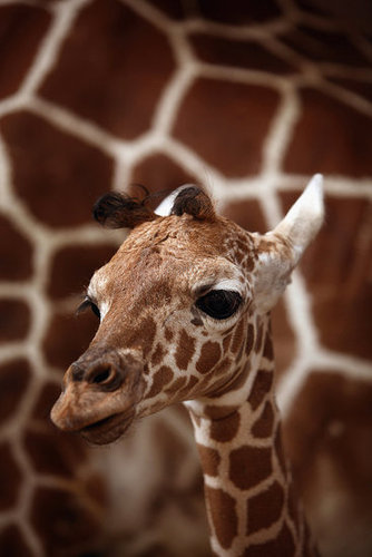 Meet This Record Breaking Zoo Babe! Meet This Record Breaking Zoo Babe!