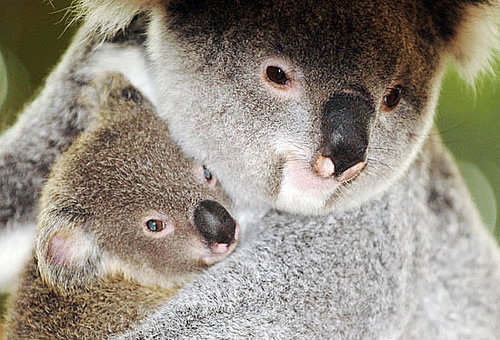 Say Bonjour to the First Koala Ever Born in France!