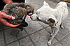 The Scoop: Tiny Dog Nurses Equally Tiny Red Panda Cubs!