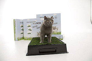 Would Your Cats Use the Kitty Kat?
