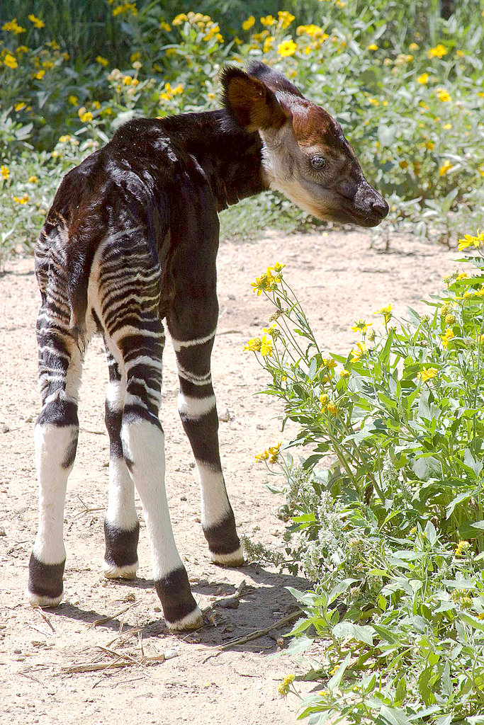 Have You Ever Seen an Okapi? Have You Ever Seen an Okapi?