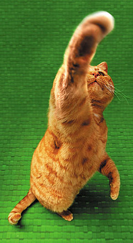 Female Cats Are Right Pawed and Males Are Lefties!?