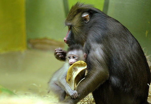 Do You Open a Banana Like a Monkey?