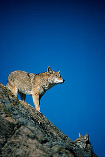 10 Wild Animals That Could Attack a Pet: In the LINK of an Eye!
