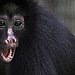 Monkey's Uncle