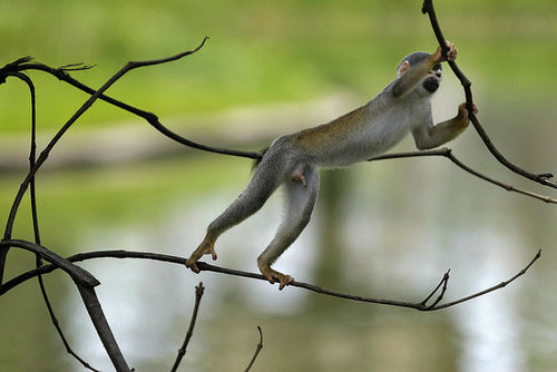 Monkey Bars Monkey Bars