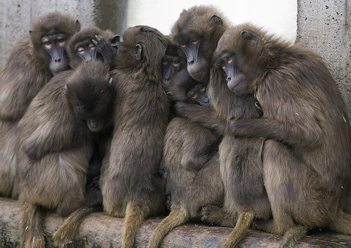 More Fun Than a Barrel of Monkeys More Fun Than a Barrel of Monkeys