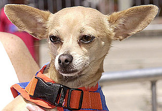 Gidget Goes to Heaven: RIP, "Yo Quiero Taco Bell" Chihuahua