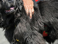 Guess What Breed?