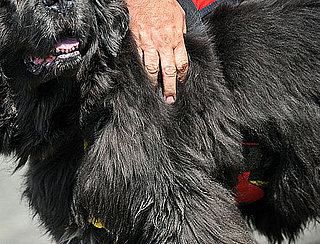 Guess What Breed?